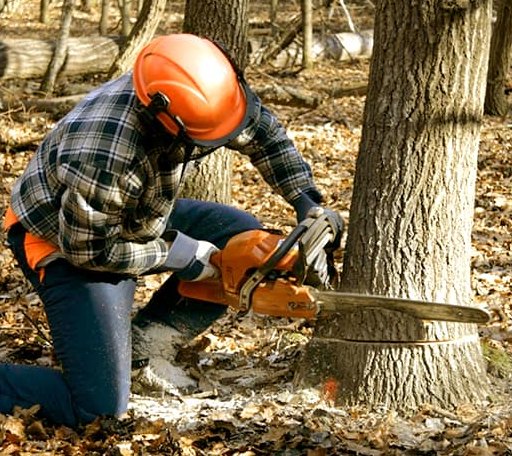 Tree Removal in Sturgeon Lake, MN
